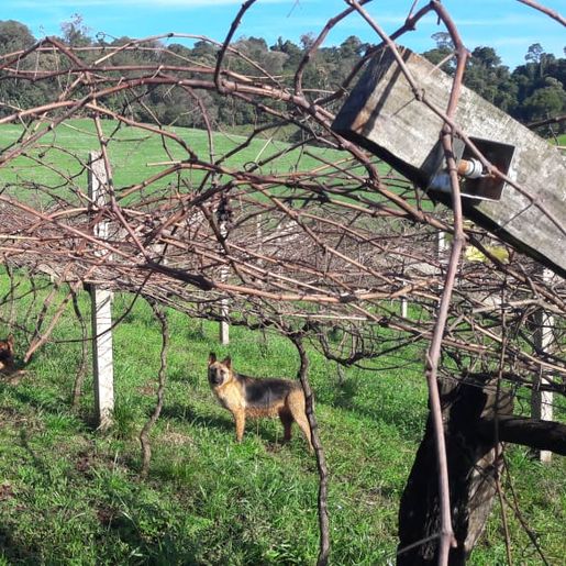 Inverno com pouca incidência de frio prejudica a produção de frutas