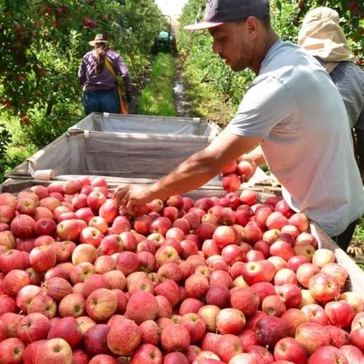 Safra da maçã em SC deve crescer 28% neste ano e preços começam a cair