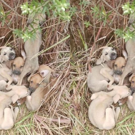 Seis cães são abandonados em estrada e polícia resgata filhotes em SC