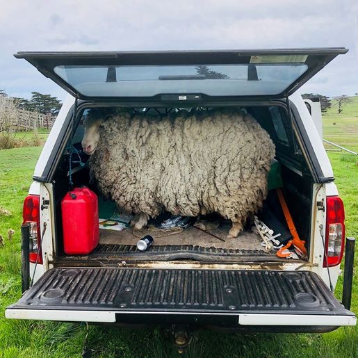 Ovelha perdida reaparece gigante após 7 anos sem tosa