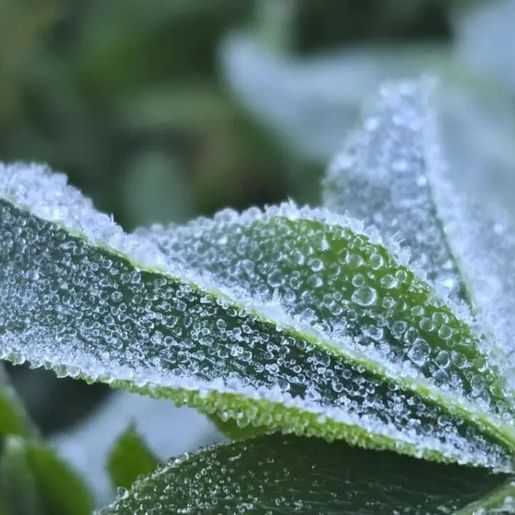 Serra catarinense registra geada e mínima de 1,6°C a 40 dias do verão