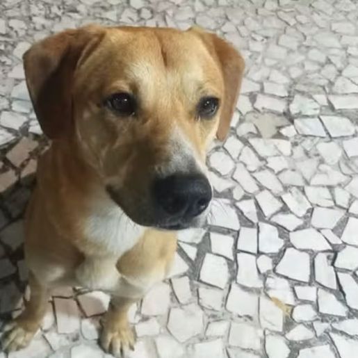 Adolescentes que agrediram cão Orelha em Florianópolis também tentaram afogar outro animal