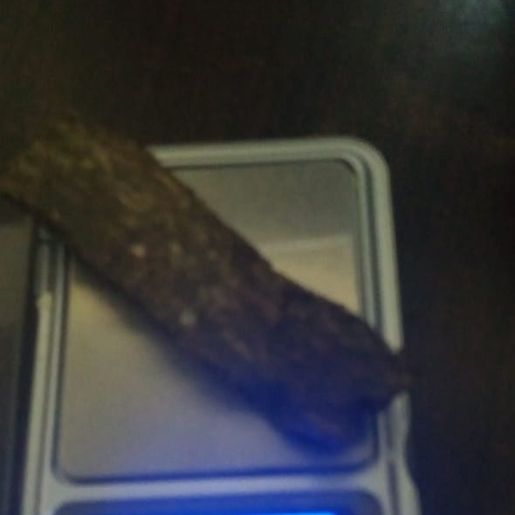 Cão da Polícia Militar localiza maconha em ônibus