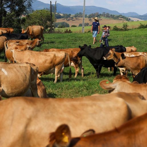 Santa Catarina registra aumento na produção de leite e ovos em 2023
