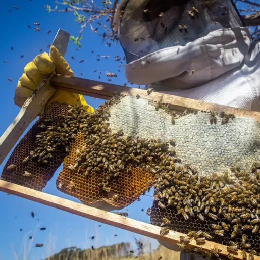 Epagri reforça importância do manejo das colmeias para garantir qualidade do mel