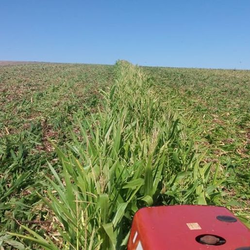 Agricultor usa milho para preservar água no solo