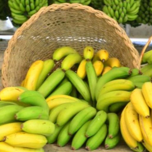 Importação de banana do Equador gera preocupação para produção catarinense