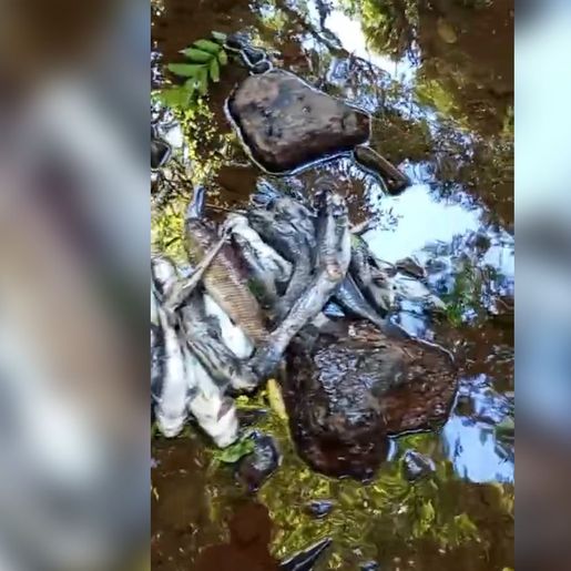 Peixes aparecem mortos em rio que abastece Belmonte e Descanso
