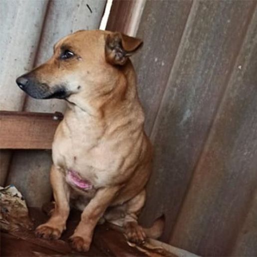 Grupo resgata cães vítimas de maus-tratos em São Lourenço do Oeste