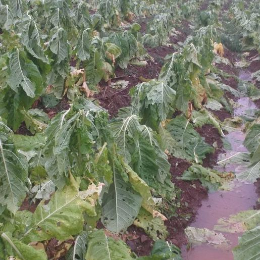 Agricultor relata prejuízo superior a R$ 100 mil com temporal no interior de Itapiranga