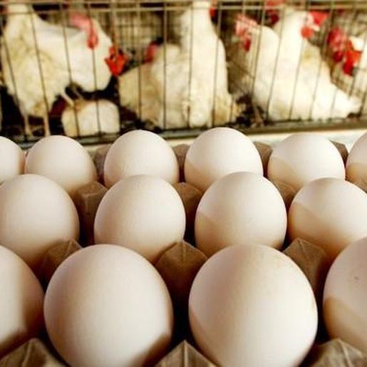 Ladrão de motosserra, 180 ovos e pote de sorvete é preso em SC