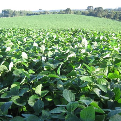 Santa Catarina regulamenta plantio excepcional de soja; Cidasc fará análise de pedidos
