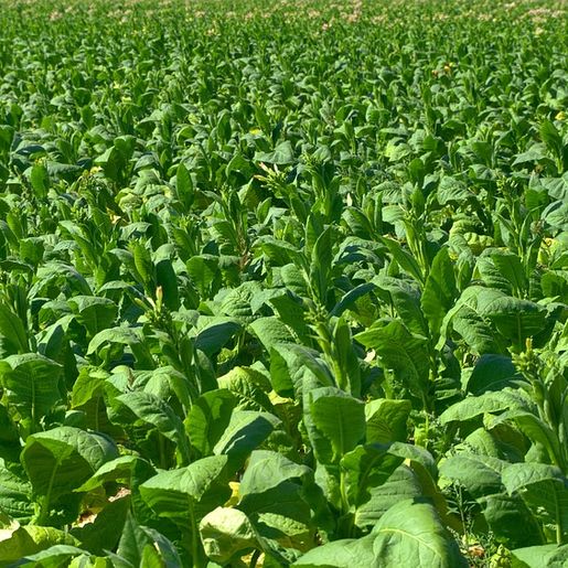 Preço do fumo não deve ter ganho real para os produtores