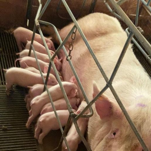 Matriz suína é utilizada há 12 anos e já produziu mais de 300 leitões