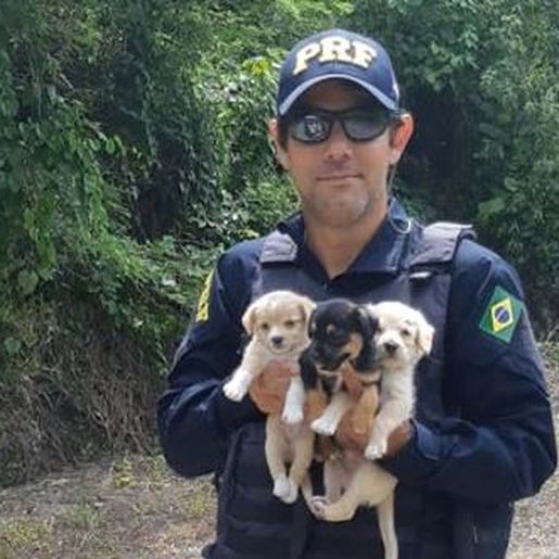 Filhotes de cachorro abandonados as margens da BR-282 são resgatados pela PRF