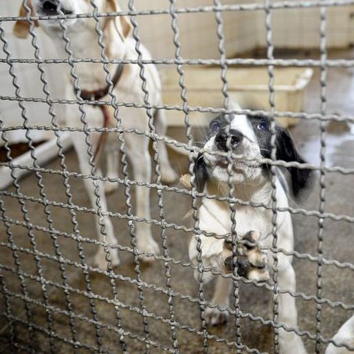 Adoção de animais domésticos é opção em meio ao isolamento social