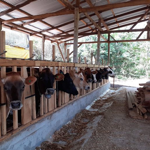 Cidasc conta com novos veterinários para serviços de defesa sanitária