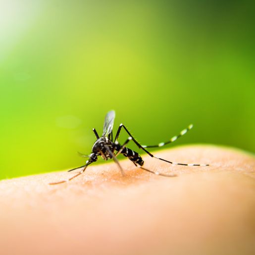 Estado reconhece epidemia de dengue em São Miguel do Oeste