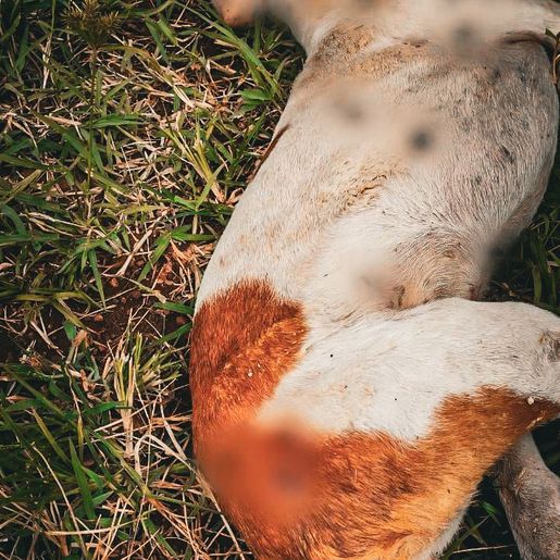 Câmeras flagram possível onça no interior de São Miguel do Oeste