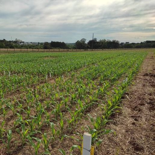 Epagri intensifica ações para recuperação de áreas agrícolas no Estado