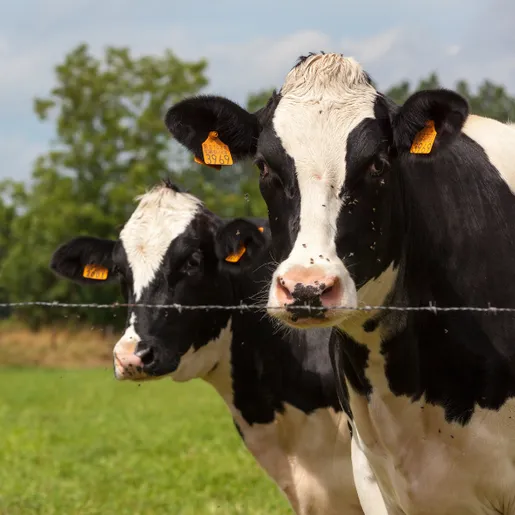 Veterinário alerta para a importância da vacinação após surto de raiva na região
