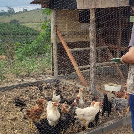 Em meio à alerta, SC investiga terceiro caso suspeito de gripe aviária