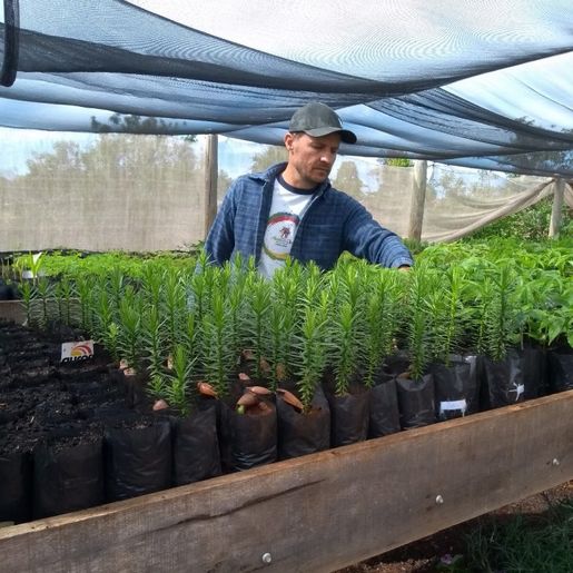 Viveiro de Guaraciaba recebe encomenda de mil e duzentas mudas de plantas