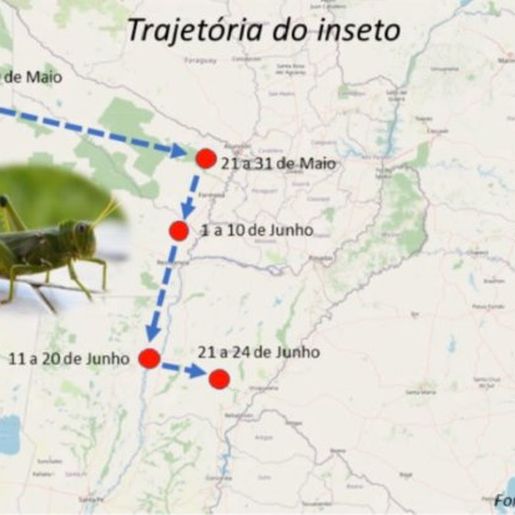 Governo do Estado monitora nuvem de gafanhotos na Argentina