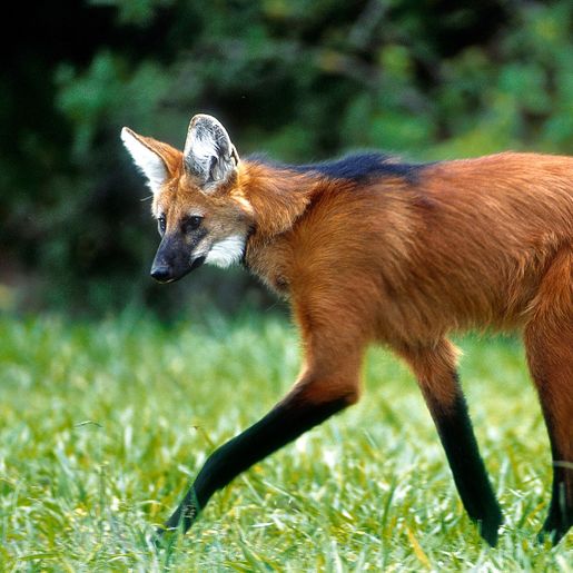 OFICIAL: Nota de R$ 200 entra em circulação nesta quarta-feira