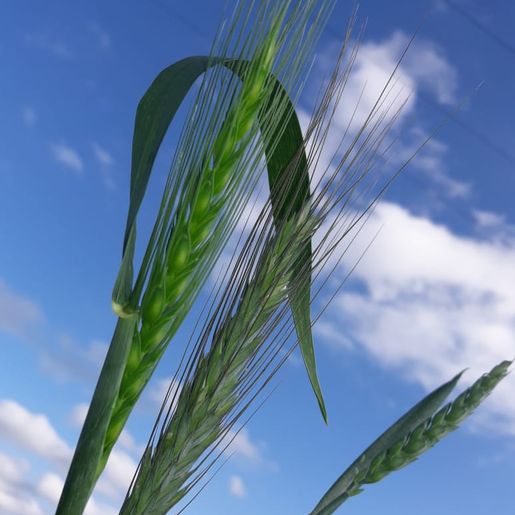 Campo Erê tem uma das duas únicas áreas experimentais da Embrapa em Santa Catarina