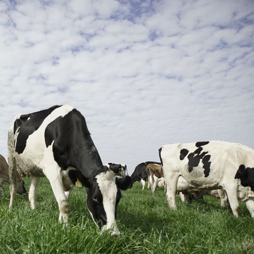 Kit Forrageira já beneficia mais de 1,5 mil produtores em SC