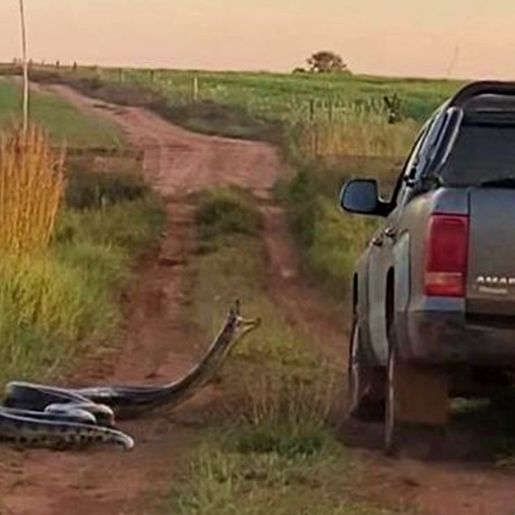 VÍDEO: Cobra de 7 metros tenta 'dar o bote' em caminhonete no MS