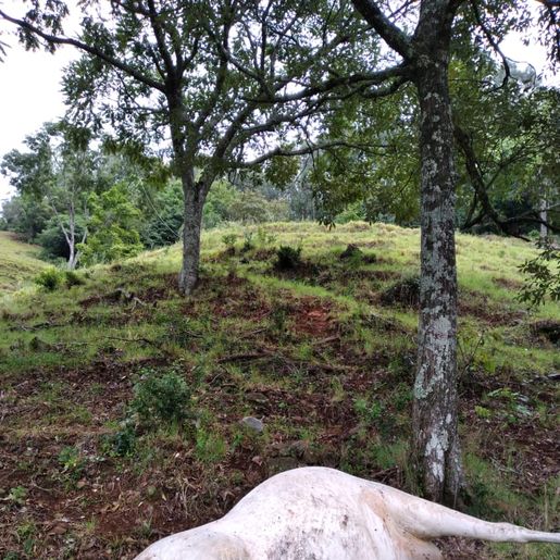 Fio de alta tensão cai e mata vaca em São José do Cedro