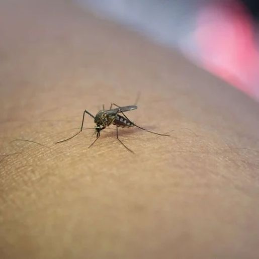 São Miguel do Oeste registra queda de 33% nos casos de dengue em 2025, mas segue em epidemia