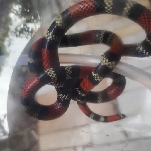 Biólogo orienta para cuidados com animais peçonhentos