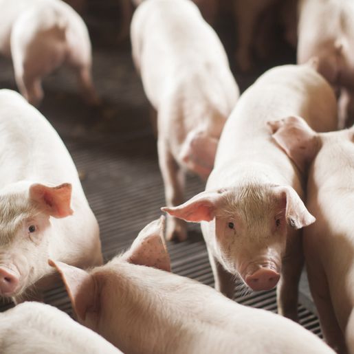 SC exporta 72,8 mil toneladas de carne suína e alcança patamar recorde