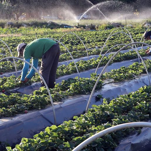Ministérios assinam acordo para impulsionar agricultura familiar