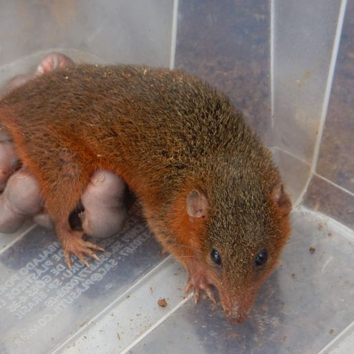 Mãe cuíca e seus filhotes são resgatados em obra da BR-163