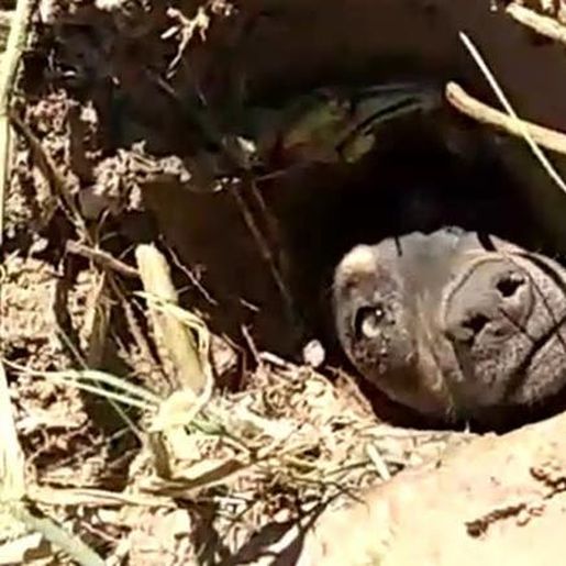 Cachorro enterrado vivo no Sul de SC é resgatado e irá para adoção