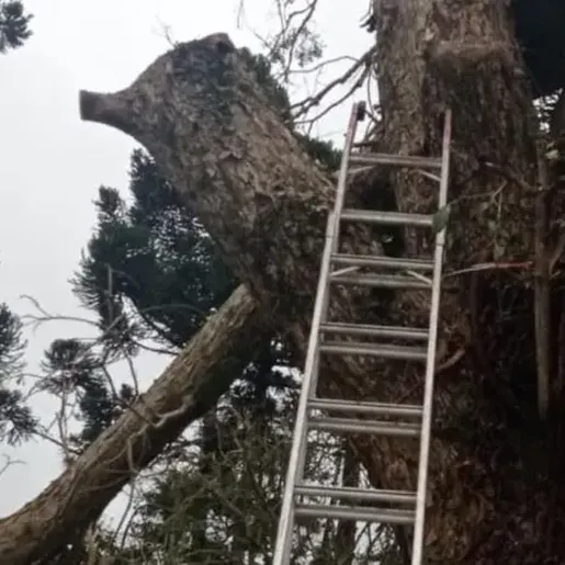 Homem morre em queda de árvore no Norte de SC