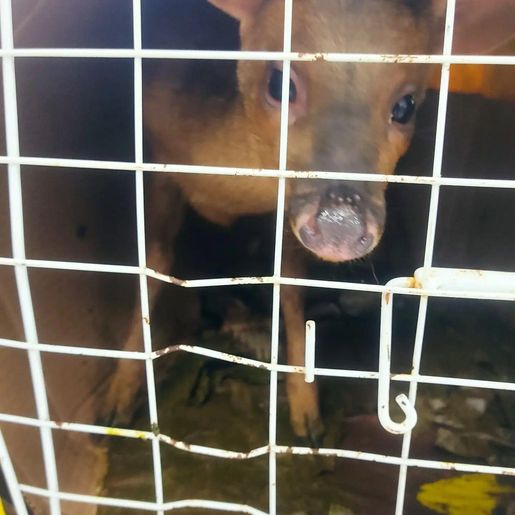 Polícia Ambiental resgata veado-bororó em extinção em Palma Sola