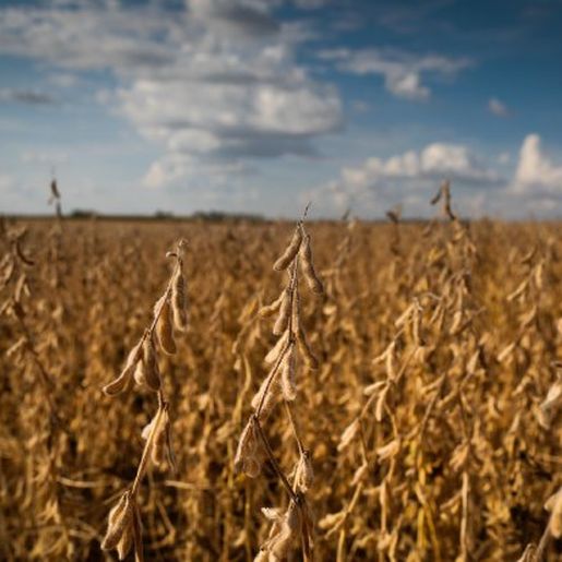 Área plantada com soja pode cair até 14% no Extremo Oeste, aponta Epagri