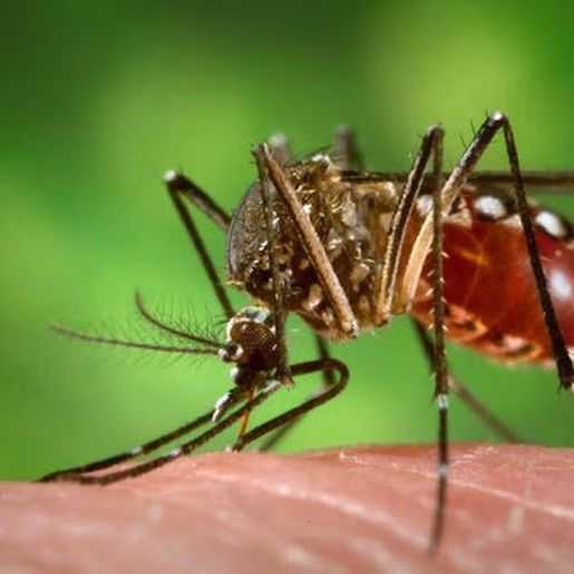 Primeiro caso de Dengue é confirmado em São José do Cedro