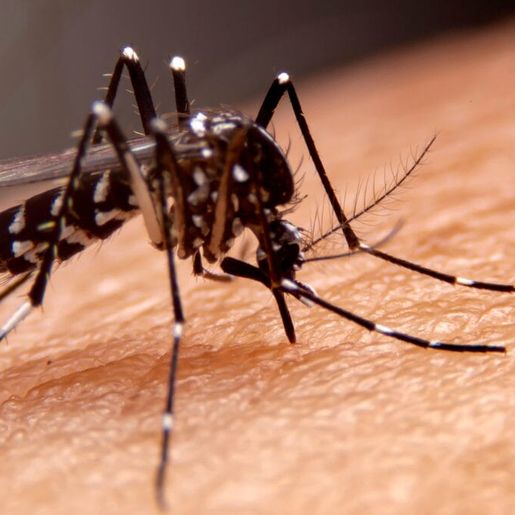 Brasil chega a 21 mortes por dengue em 2025, aponta Ministério da Saúde