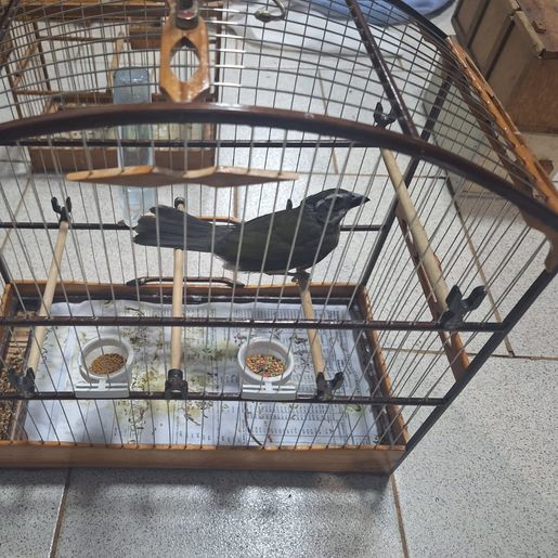 Condutor é flagrado transportando 10 gaiolas com pássaros silvestres