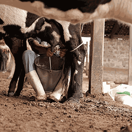 Fetaesc inicia 2026 preocupada com os impactos da crise do leite em SC