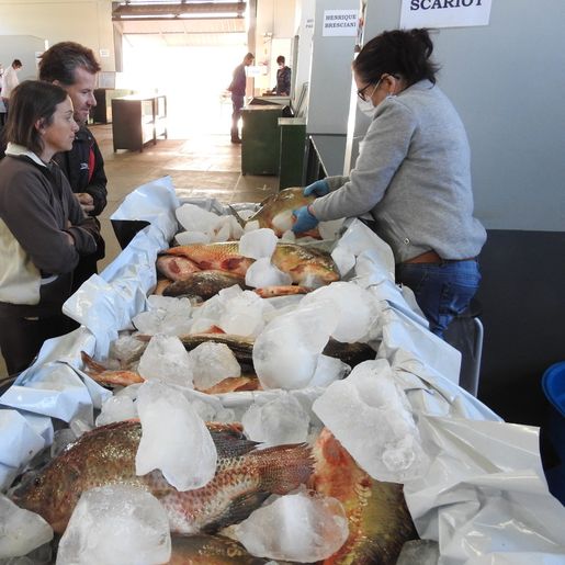 Comercialização de peixes segue até esta quinta-feira em São Miguel do Oeste