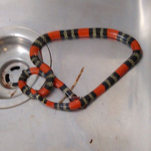 Empresário de Descanso é picado por cobra Coral