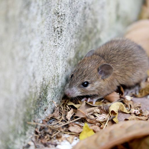 Oitava morte por leptospirose é confirmada no RS