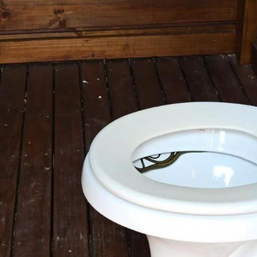 Morador vai ao banheiro e se depara com cobra no vaso em SC